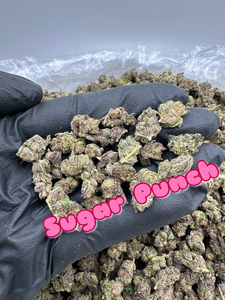 INDOOR SMALLS
