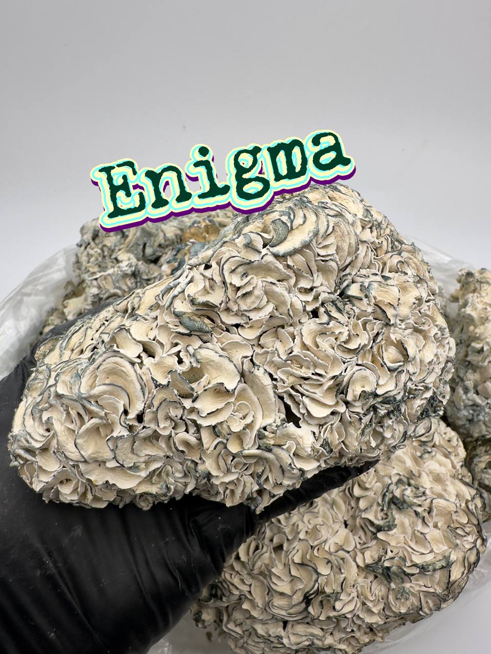 EGO DEATH TIER MUSHROOMS